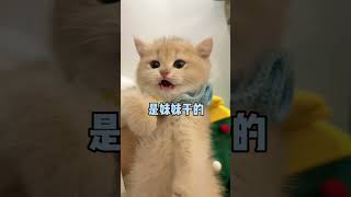 【冰糖炖雪梨】冰糖的叫声分辨,前面好凶呀#猫咪的迷惑行为 #小奶猫的成长日记