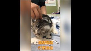 寵物艾灸療法/犬貓骨刺癱瘓艾灸/犬貓經絡保健