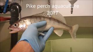 Pike Perch Aquaculture 2017