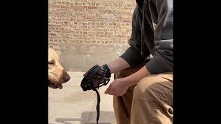 Muzzle Conditioning: Step 1