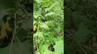 //Wild brinjal plant//#viral #farmer #shortsvideo