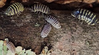 Today Pt 1 - Many Colored Zebras!  Armadillidium Macultum Yellow and High White isopods