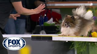 Woody-Wolf completes memorable agility run in the 8-inch class | FOX SPORTS