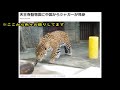 【ハンモック】ジャガー（小春）@天王寺動物園20240130