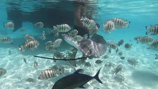 Moorea Snorkeling