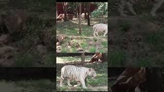 Sri Venkateswara Zoological park #nature #govinda #animals #tiger