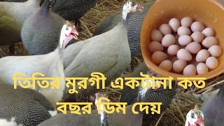 তিতির মুরগী একটানা কত বছর ডিম দেয়