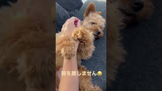 飼い主の腕を離さないポメプー