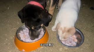 小伙太猛了为了防狼狭小桥洞做饭睡觉