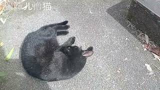 张婶儿撸猫：猫咪特别爱干净，我家小黑仔就喜欢在太阳下面洗脸。看着小家伙在院子里懒洋洋地舔毛简直太惬意了。张婶儿也想躺平呢！#黑猫 #blackcat #舔毛