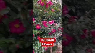 Tsubaki Flower