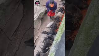 Super Rat Farming in China #rat #farming #china #shorts #short #viral #animals  #farmer