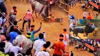 ನೆಲವಾಗಿಲು Horihabba | Deadly Dengar Bull | Most papular Bull | Horihabba 2025 | #horihabbada