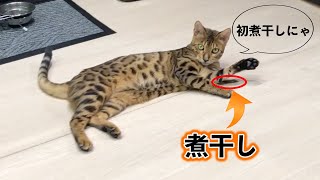 猫3匹に煮干しあげてみたらそれぞれのとった行動とは。。