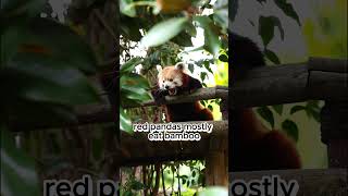 The Enigmatic Red Panda: A Glimpse into Its Life