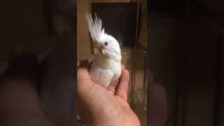 オカメインコ アルビノ雛