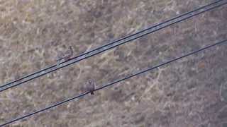 ムビる04552 ハギマシコ hagimashiko - Asian Rosy finch