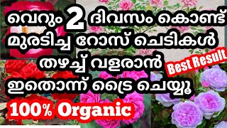 In 2 Days Best Organic Insecticide For Growing Stunted Rose Plants/RIZA'Z VIBES 💚