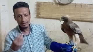 طريقة تدهيل عقاب بوتيد خطوة بخطوة أسرار الطيور الجارحة #birds