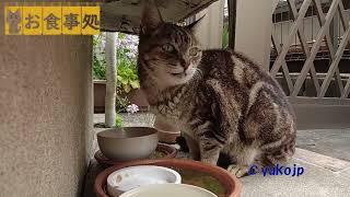 ビクビクしながらも食べた　野良猫アメショちゃん　Stray cat　Restaurant