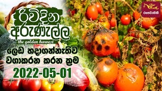 Rividina Arunella - ලෙඩ හදාගන්නේ නැතිව වගාකරන කරන ක්‍රම| 2022-05-01 | Agriculture Programme