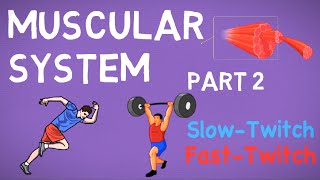 Muscular System Part 2 | Muscle Fibres and Performance