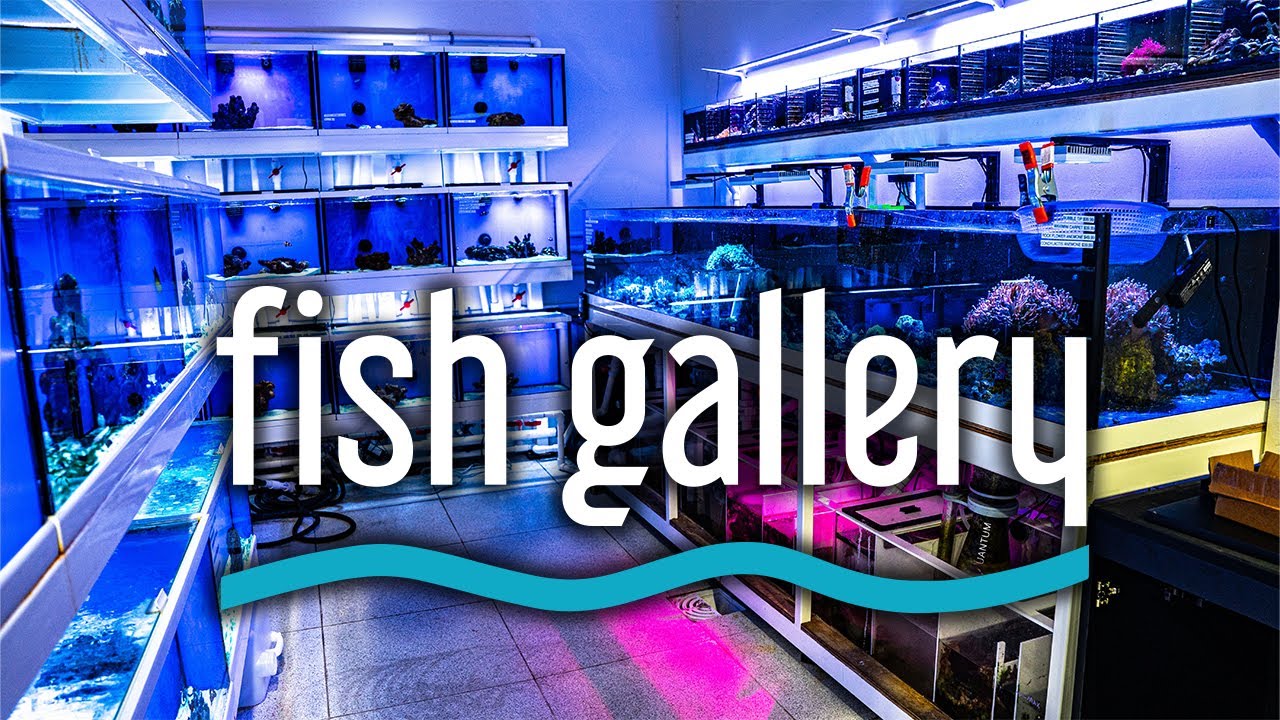 Fish Gallery Full Tour Youtube