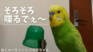 【セキセイインコ】そろそろ喋るでえ～　おしゃべりインコメロンちゃん