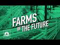 How Singapore is using tech to grow food without farmland