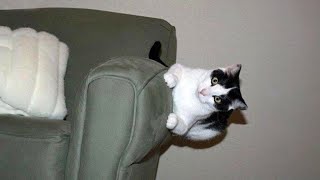 Tuxedo Cats Typical Behavior 😹 Funny Cat Videos 2024