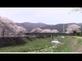 中央東線　桜　満開　【115系c1，c14編成，n編成】【hb e300】【485系華】