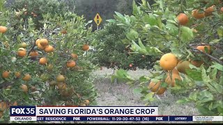 Saving Florida's orange crops
