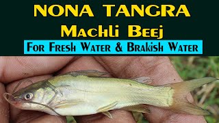 Nona Tangra Fish Seed at Low Price - नोना टंगरा -Sabse Sasta Tangra  Machli Beej k liye sampark kare