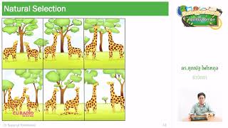 วิชาชีววิทยา ตอนที่ 30 (วิวัฒนาการ III)