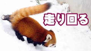 【円山動物園のレッサーパンダ】走り回る円実　December 21 , 2016　Red Panda MARUMI at Maruyama Zoo