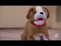 cutest puppy u0026 kitty holiday moments too cute animal planet