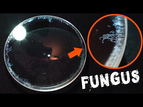 How to Remove Fungus from a Camera Lens FAST & EASY How to Remove Fungus from a Camera Lens FAST & EASY