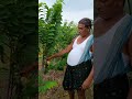 custard apple golden nmk farming