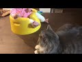 赤ちゃんとオモチャの取り合いをする猫 ノルウェージャンフォレストキャット the cat which keeps the baby and the toy