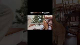 猫とクリスマスツリー出しました。#保護猫 #cat #猫動画 #猫のいる暮らし #ねこ #ねこのいる生活 #ネコ #猫好きさんと繋がりたい #子猫 #クリスマス #クリスマスツリー #輸入住宅