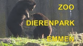 DIERENPARK EMMEN - dierentuin Zoo - SONY HX20V.