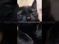 Black cats part 5🤩🤩🤩🤩 #cats #blackcat #music #cute #blackcats #original #cat #kitten #musictrend