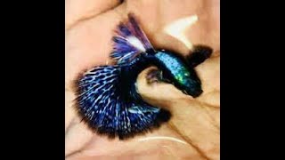 Dumbo ear Blue Diamond guppy | [#167] Live Breeding | plz subscribe for daily videos