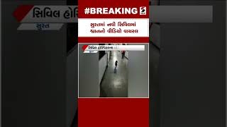 Surat News | સુરતમાં નવી સિવિલમાં શ્વાનનો વીડિયો વાયરલ | Video Viral | Dog