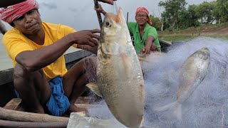 আজ নদীতে কত বড় ইলিশ ধরলাম দেখুন/nodi thake aj koto boro sizer Elisha dhorlam/Big elish in the river