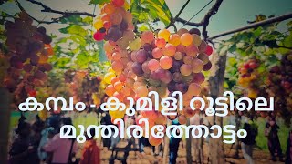 കമ്പം - കുമളി റൂട്ടിലെ മുന്തിരി തോട്ടം I 26 JAN 2025 I VINEYARD @ KAMBAM I