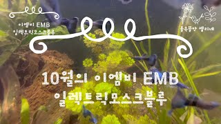 💕10월의 이엠비 ㅣ 구피물멍 ㅣ 일렉트릭모스크블루 ㅣ EMB구피 ㅣ