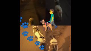 Предновогодняя прогулка 🚶‍♂️🐕‍🦺