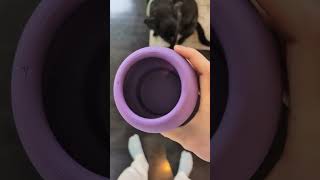 My Dog Loves This Enrichment Toy #freezbone #enrichmenttoys #enrichmentfordogs #dog #puppy