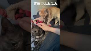 布団で寝る猫の背後でふみふみする猫　#shorts #保護猫 #cat #ねこのいる生活 #ふみふみ